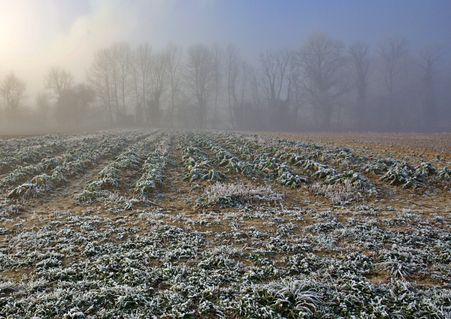 Winter Farm 8