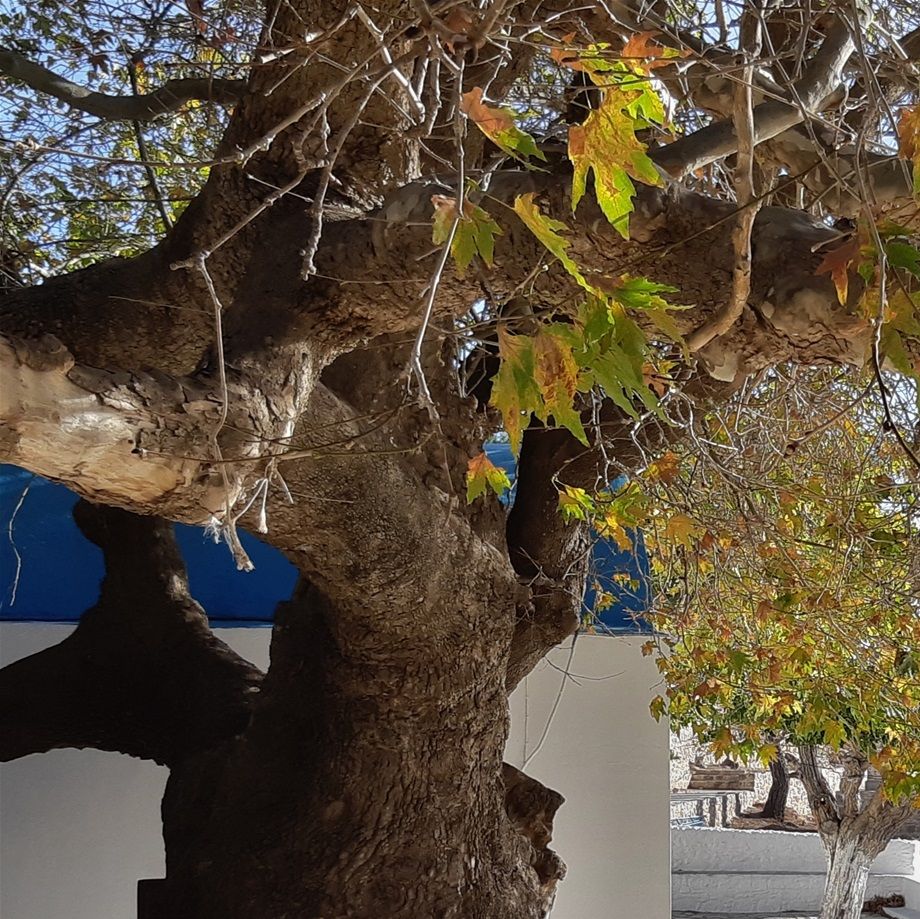 10.11.2021 Kos, Agios Ioannis. GPS 36.7030489N, 26.9468725E