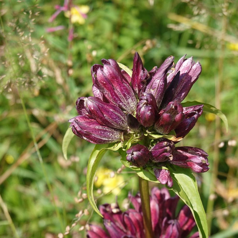28.7.2022 Šumava, Huťská hora (1187 m). Hořec panonský (Gentiana Pannonica) GPS 49.0879158N, 13.5549444E