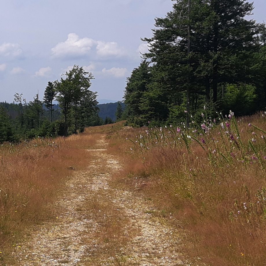 29.7.2022 Hochschachten (1150 m), česko - bavorská hranice. GPS 49.0451775N, 13.3935397E