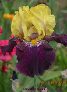 Amy's Flower - Tall Bearded Iris