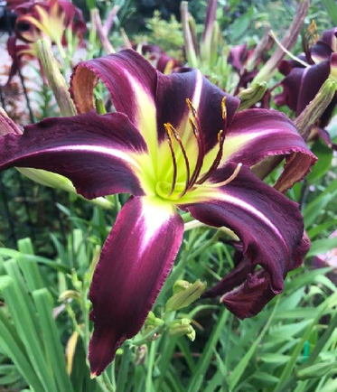 Planet Max
Customer feedback: Thank you very much for the iris plants. You have been very generous in that I have 15 instead of the 11 ordered. They all have great roots and are the best that I have ever had via online ordering.