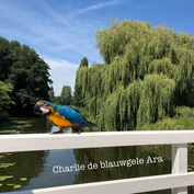 Charlie de Blauwgele Ara