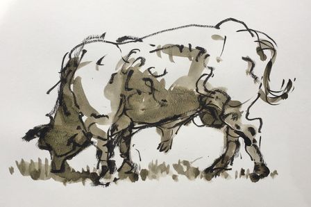 bull cattle organic beef by rob macgillivray