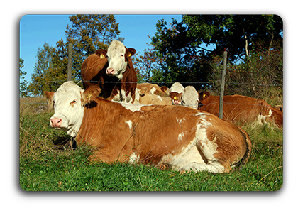 Välkommen till Rödmossa Simmental