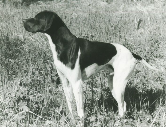 18689/87 Elitehund Phi