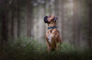 Unghund