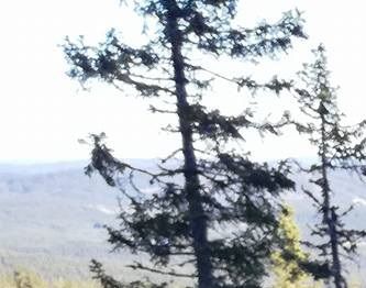 Dommer Helge Nyengen på DM i Hurdal