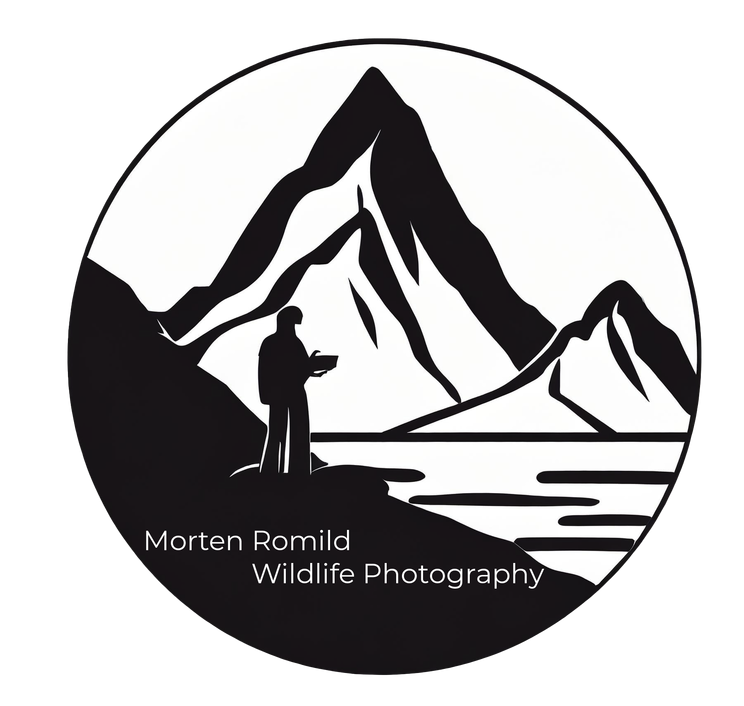 Morten Romild Wildlife