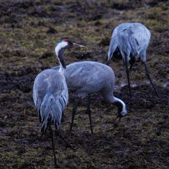Crane