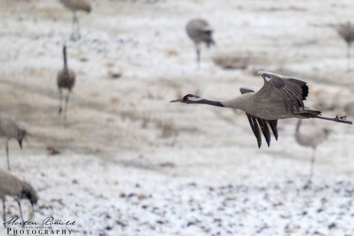 Crane