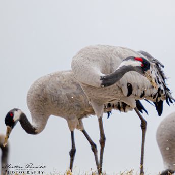 Crane