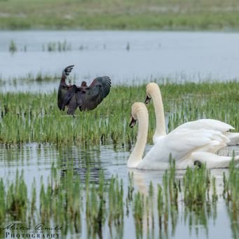 Sort Ibis