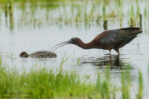 Sort Ibis