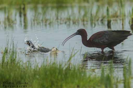Sort Ibis