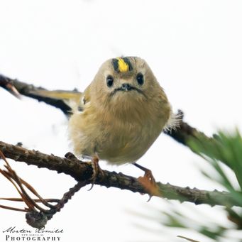 Goldcrest