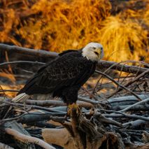 Bald Eagle, Haines alaska