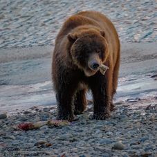 Grizzly, Haines