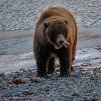 Grizly ,Haines Alaska