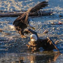 Bald Eagle, Haines alaska