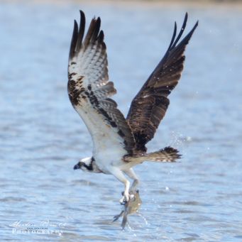 Osprey