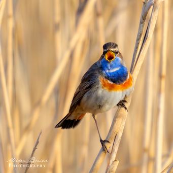 Bluethroat