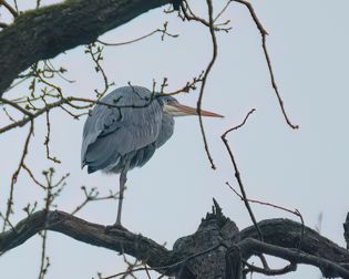 heron-12