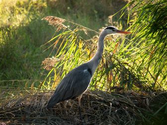 heron-14