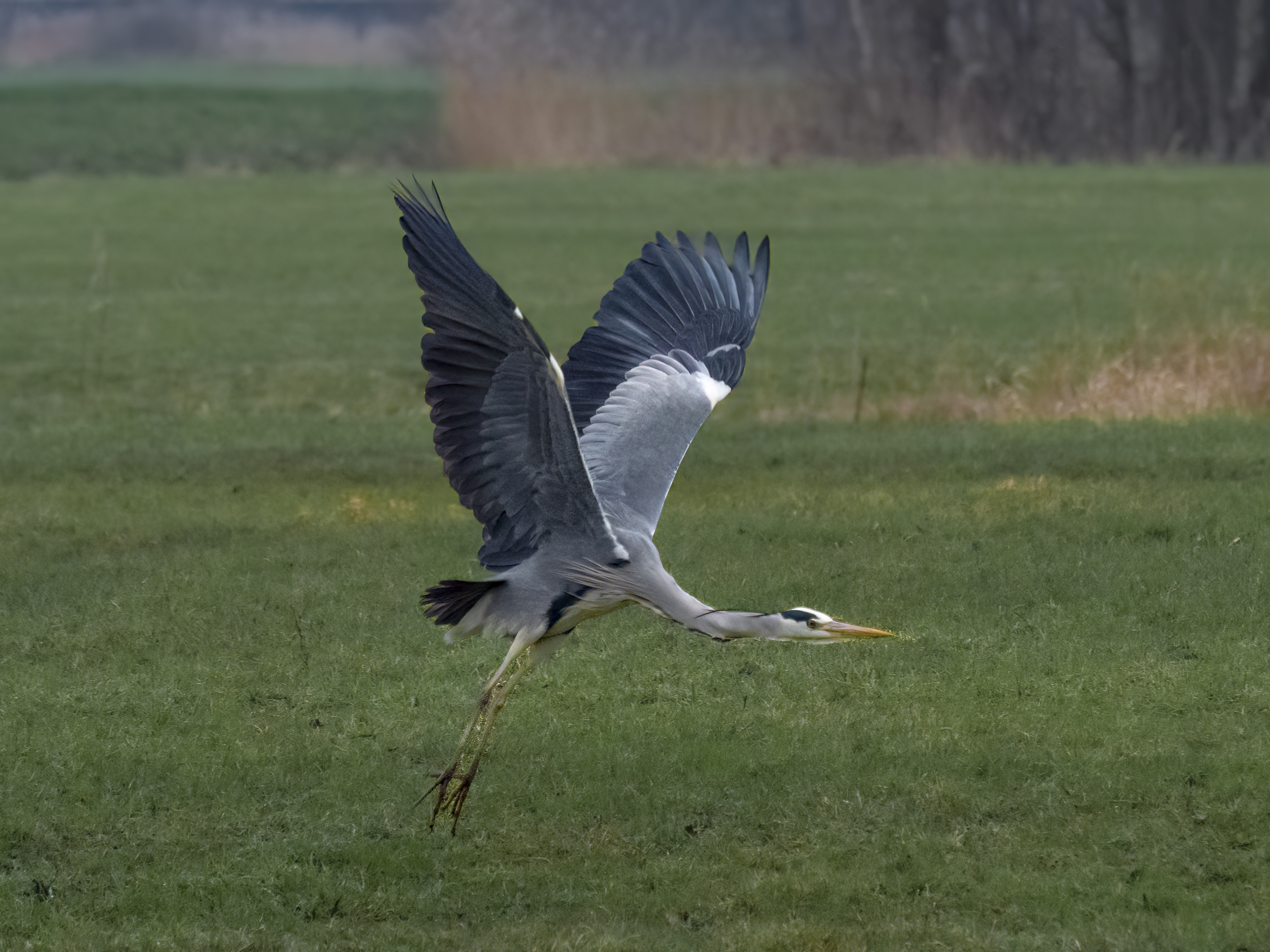 heron-17