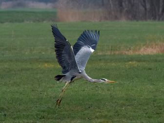 heron-17