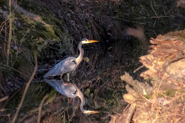 heron-3