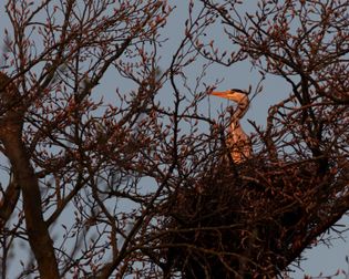 heron-4
