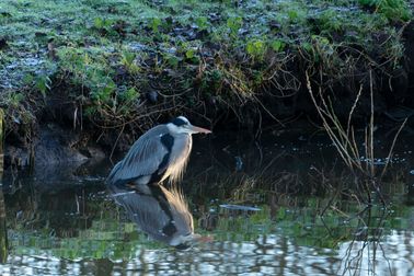 heron-9