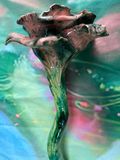 IMG_0559