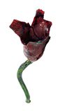 bloem2