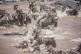 Wildlife-100