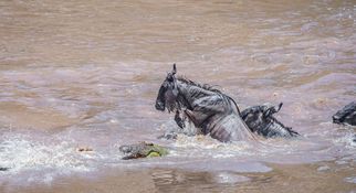 Wildlife-102