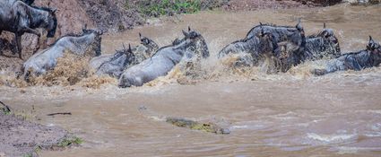 Wildlife-103