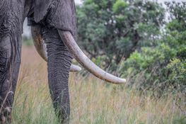 Wildlife-107