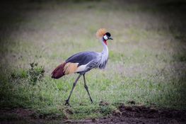 Wildlife-11