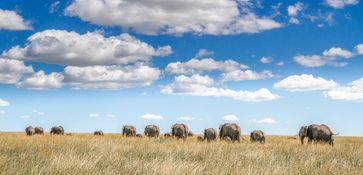 Wildlife-112