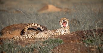 Wildlife-115