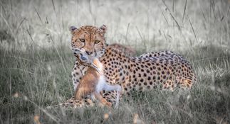 Wildlife-117