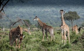 Wildlife-12