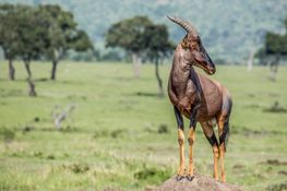Wildlife-13