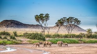 Wildlife-15
