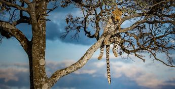 Wildlife-2