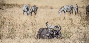 Wildlife-25