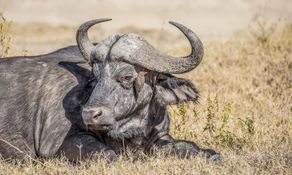 Wildlife-26