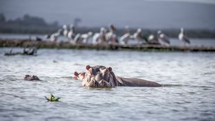 Wildlife-27